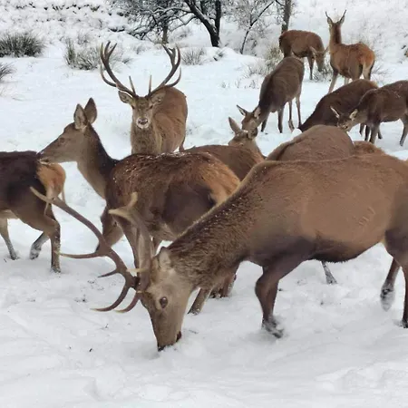 Bauernhof Raj Pod Kosenjakom Dravograd