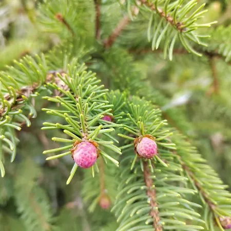 Bauernhof Raj Pod Kosenjakom Dravograd